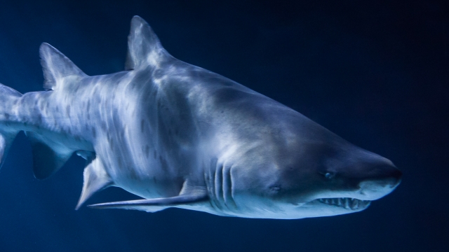 A shark is shown with its gills prominently displayed.