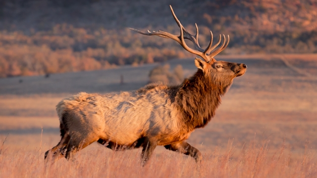 A bull elk is shown walking through the Wichita Mountains Wildlife Refuge.