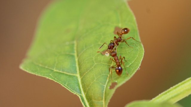 Two ants are shown drinking the nectar from the wounds of a bittersweet nightshade plant.