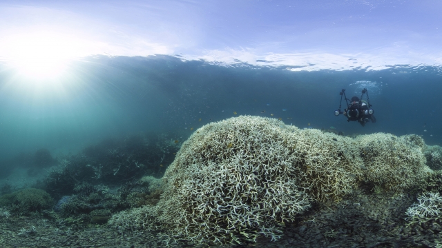 Staghorn coral is in sharp decline thanks to increasing ocean temperatures and acidification.