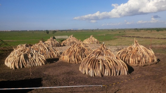 An image from Kenya Wildlife Service of the ivory stockpile set to be burned at the end of April.