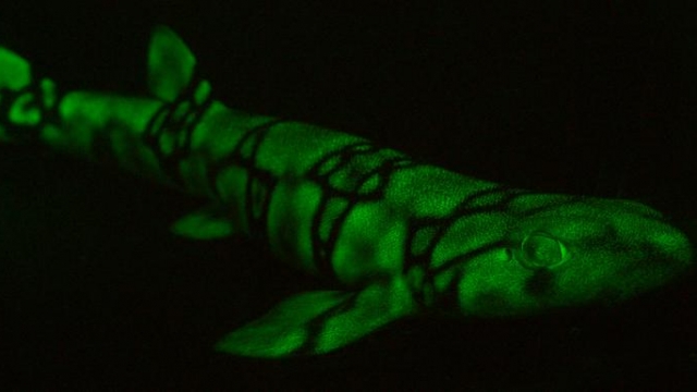 A biofluorescent chain catshark.