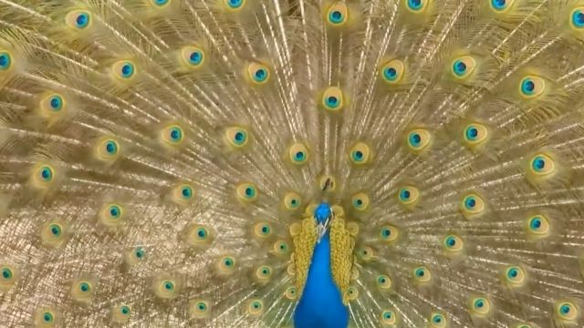 Peacocks shake their feathers during courtship displays to catch the eye of potential mates.