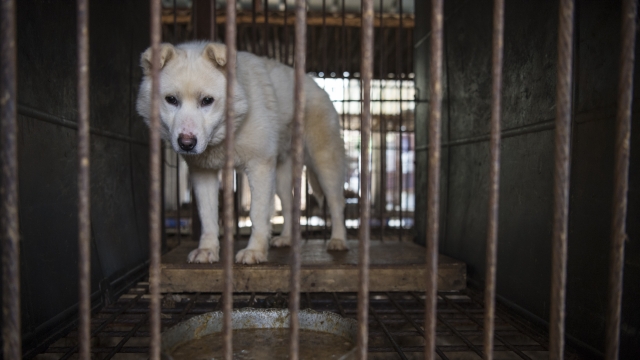 Humane Society International rescued dogs from a South Korean meat farm.