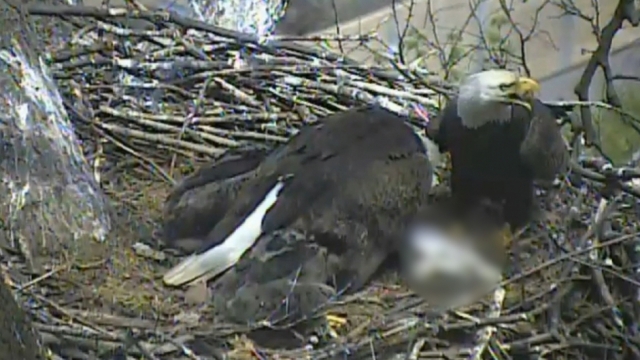 Screenshot of the eagles eating a cat in their nest.