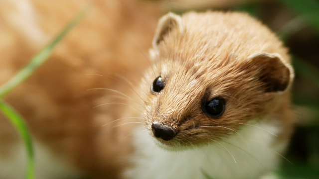 A weasel that was not involved in the incident.