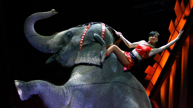 A performer rides an elephant during a live perfomance of Ringling Bros. and Barnum & Bailey Circus at Madison Square Garden.