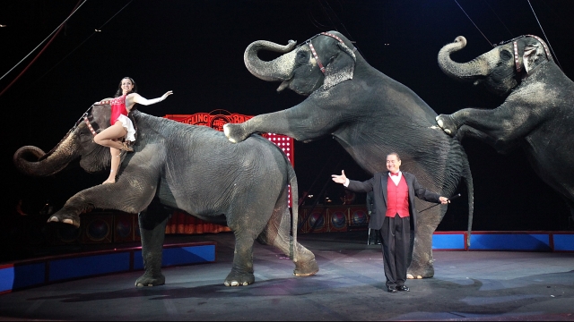 Elephants perform in a Ringling Bros. circus act.