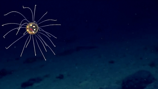 Glowing jellyfish captured by NOAA researchers in the Marianas Trench.