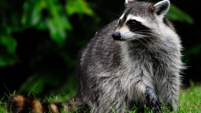 A raccoon caused a major power outage in Seattle.