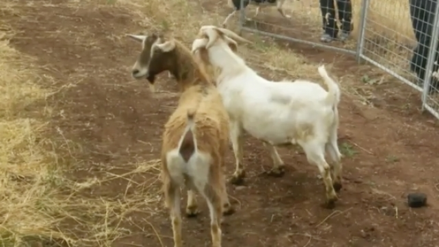 Goats help California firefighters prevent wildfires.