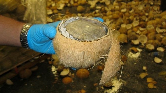 More than 1,400 pounds of marijuana was discovered inside coconuts at the U.S.-Mexico border.