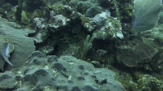 Fish swim around bleached coral.