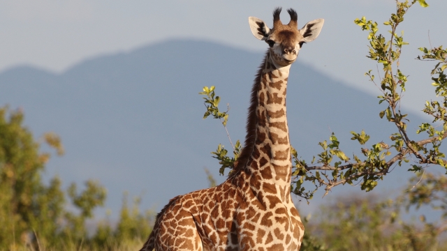 Giraffes' long necks are thanks to as few as two genes.