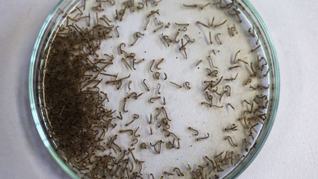The Senate votes to advance Zika funding compromise.