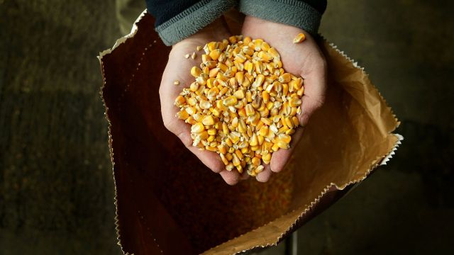 Man holding genetically engineered corn kernels.