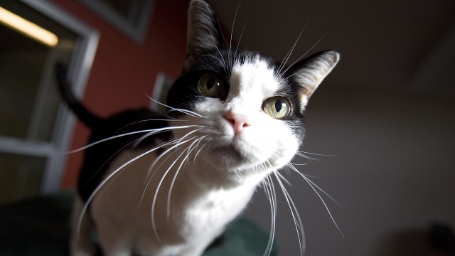 A black and white domestic shorthair cat looks at the camera.