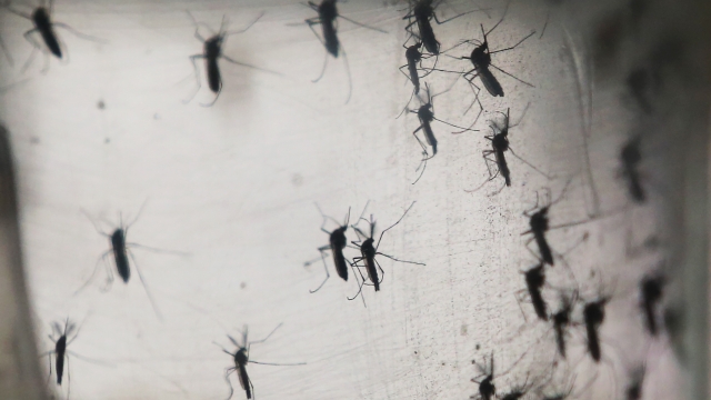 Aedes aegypti mosquitos in a lab at the Fiocruz Institute in Brazil.