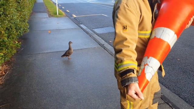 A mother duck watches as firefighters rescue her ducklings