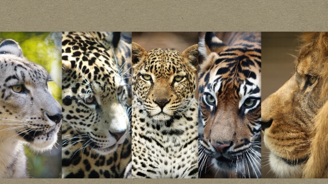 All the big cat populations — from lions to snow leopards — are declining thanks to human activity.