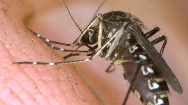 A female mosquito