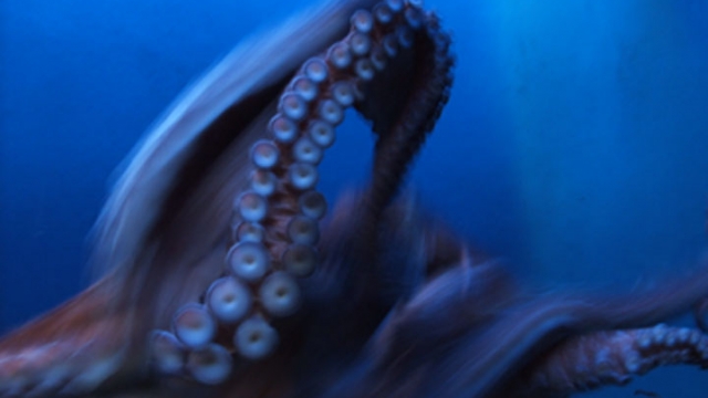 An octopus.