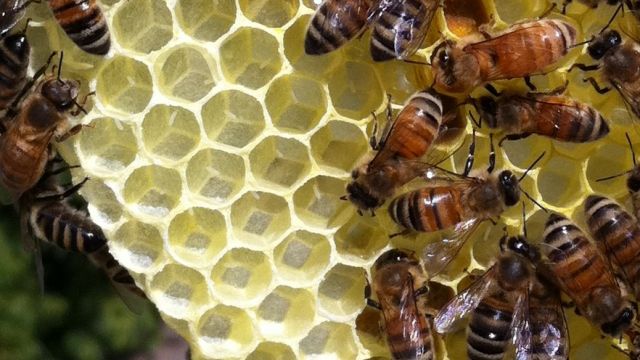 Bees tend to eggs on a honeycomb.