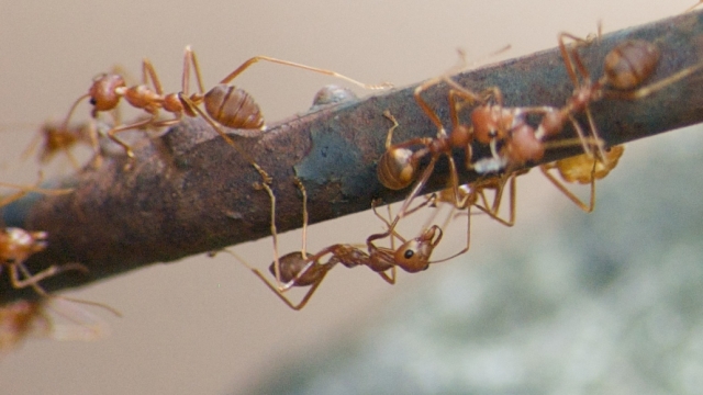Fire ants crawl on a branch.