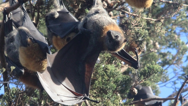 A grey-headed flying fox, a member of the species that is taking over Batemans Bay, Australia.