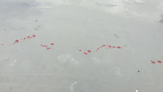 Blood on a beach in the aftermath of a shark attack