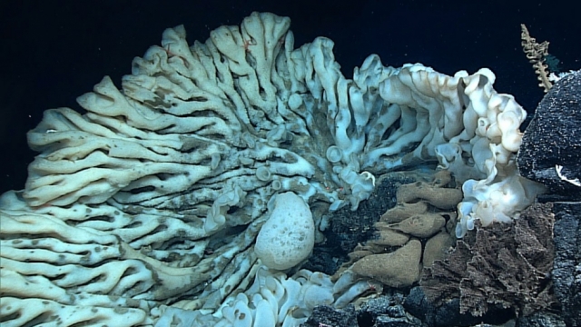 An image of the largest-known sponge.