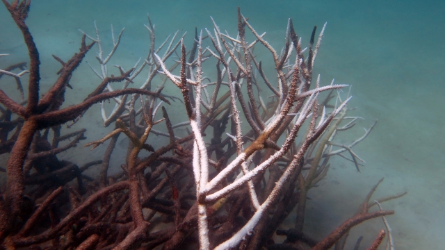 Dead and dying staghorn coral, central Great Barrier Reef in May 2016