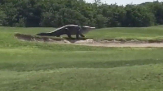This massive alligator strolled across a golf course in Palmetto, Florida.