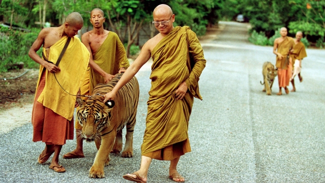Monks walk a tiger at "Tiger Temple" in 2001.