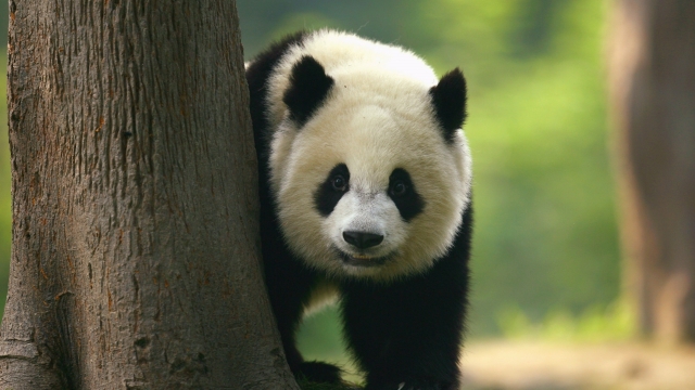 A giant panda cub on display at China's Chengdu Research Base of Giant Panda Breeding.
