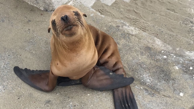 A rescued sea lion pup