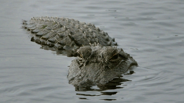 An alligator surfaces in a pond near located near the Space Shuttle Discovery as it sits at Kennedy Space Center.