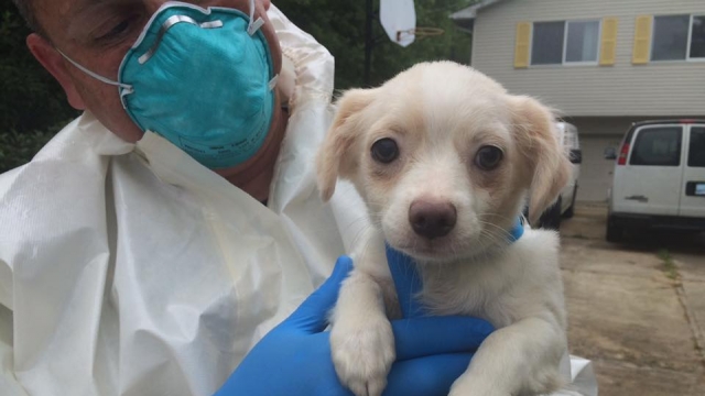 A rescuer holds a puppy found inside a New Jersey home.