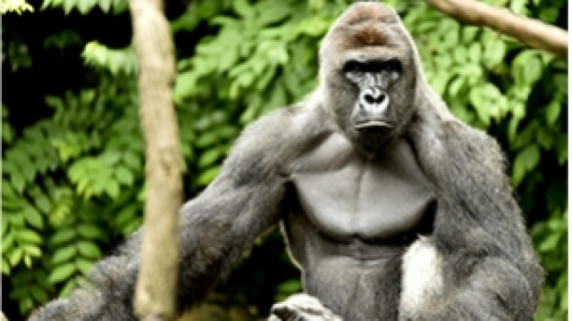 Harambe, a male gorilla, sits facing the camera.