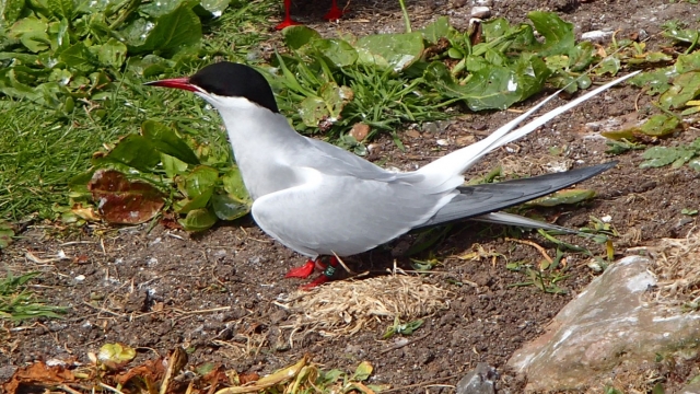 An Arctic Tern, fit with an electronic tag.