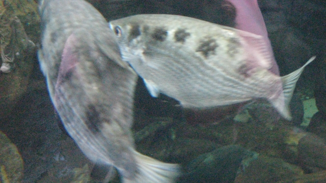 An archerfish.