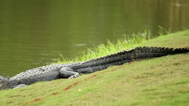 An alligator not involved in the incident.