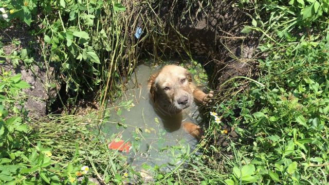Deputies rescue puppy from collapsed septic drain
