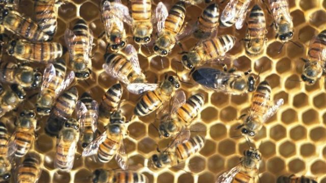 A colony of honeybees in a honeycomb.