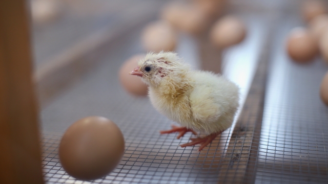 A chick looks out from an incubator after hatching.