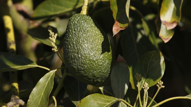A green avocado hanging from a tree with a shadow of a leaf on it.
