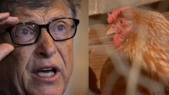Bill Gates next to an image of a chicken.