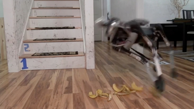 Boston Dynamics' SpotMini was not expecting banana peels in its path.