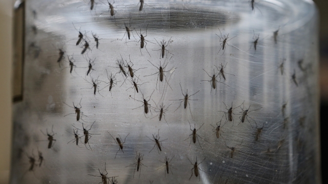 Mosquitos in a lab in Brazil.