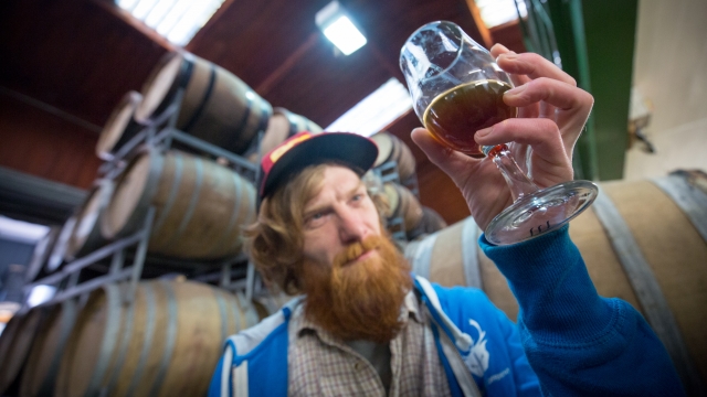 A brewer checks the quality of a batch of beer stored in barrels.